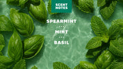 Spearmint Basil - Daily Fresh