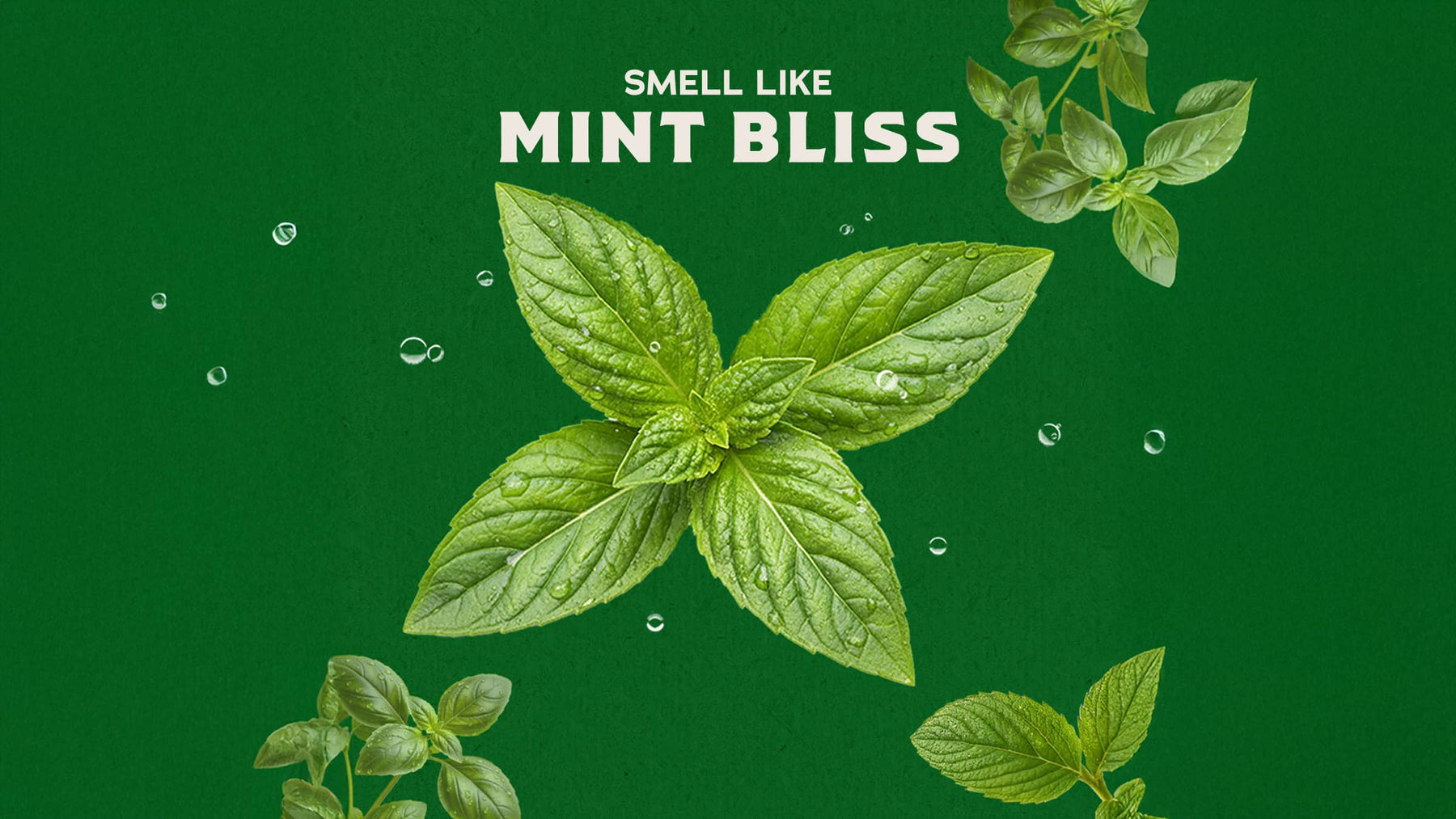 Spearmint Basil - Daily Fresh